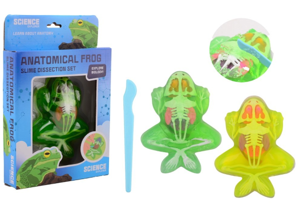 Science expl.kikker anatomie slijm29691